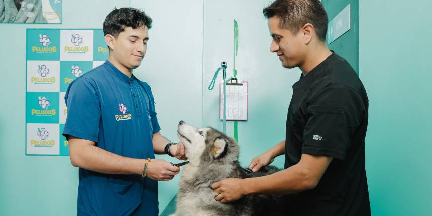 Peludos veterinaria y peluquería canina santo domingo