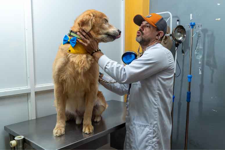 Pet Grooming santo domingo